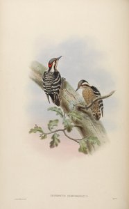 Iyngipicus semicoronatus = Dendrocopos canicapillus semicoronatus de John Gould